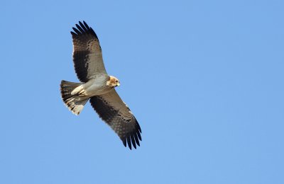 Dwergarend - Booted Eagle