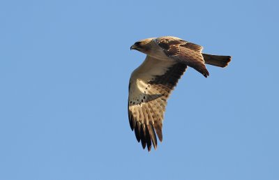 Dwergarend - Booted Eagle