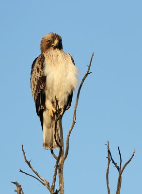 Dwergarend - Booted Eagle