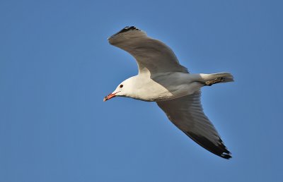 Audouins Meeuw - Audouins Gull