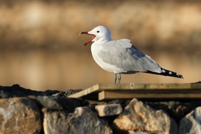 Audouins Meeuw - Audouins Gull