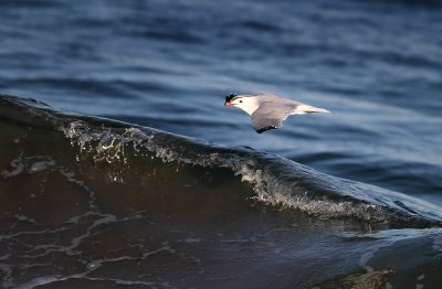 Audouins Meeuw - Audouins Gull