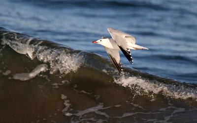 Audouins Meeuw - Audouins Gull