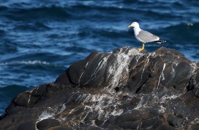 Geelpootmeeuw - Yellow-legged Gull
