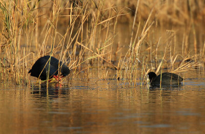 Purperkoet - Purple Gallinule