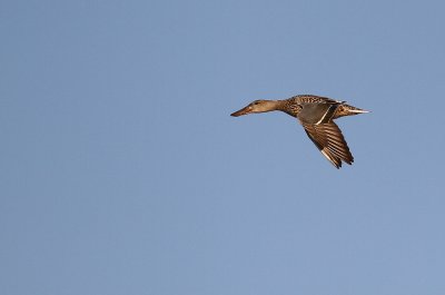 Slobeend - Shoveler