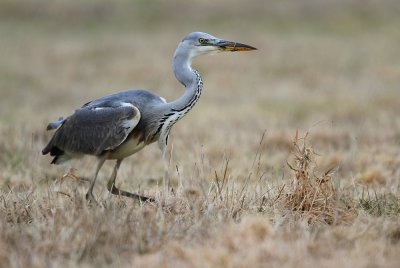 Blauwe Reiger - Grey Heron