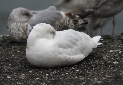 Kleine Burgemeester - Iceland Gull, Oosterscheldekering, Zeeland
