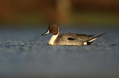 Pijlstaart - Northern Pintail