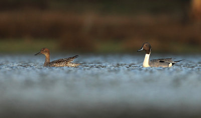 Pijlstaart - Northern Pintail