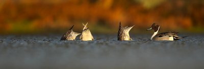 Pijlstaart - Northern Pintail