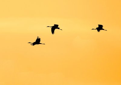 Kraanvogel - Common Crane