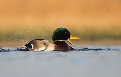 Wilde Eend - Mallard