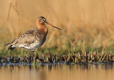 Grutto - Black-tailed Godwit