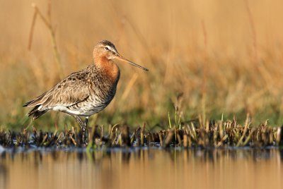 Grutto - Black-tailed Godwit