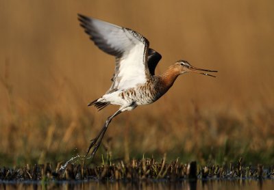 Grutto - Black-tailed Godwit