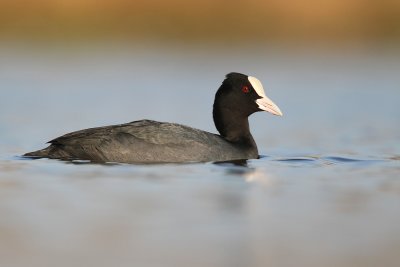 Meerkoet - Coot