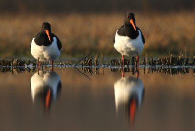 Scholekster - Oystercatcher