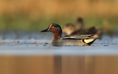 Wintertaling - Teal