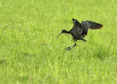 Zwarte Ibis - Glossy Ibis (NL - Bergen Op Zoom)