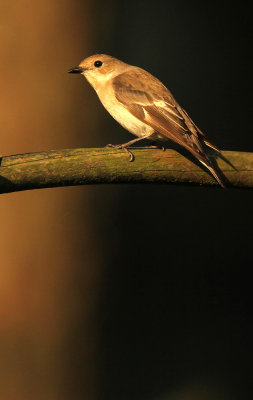 Bonte Vliegenvanger - Pied Flycatcher