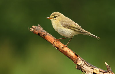 Fitis - Willow Warbler