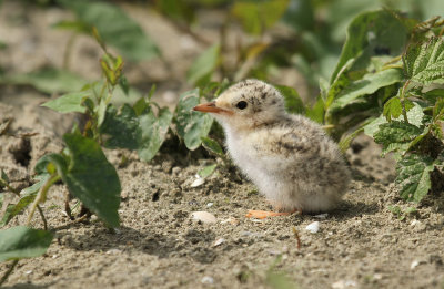 Dwergstern - Little Tern