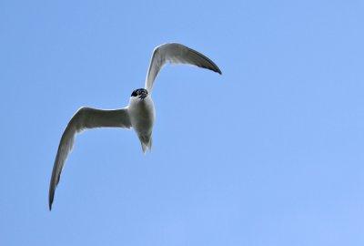 Grote Stern - Sandwich Tern