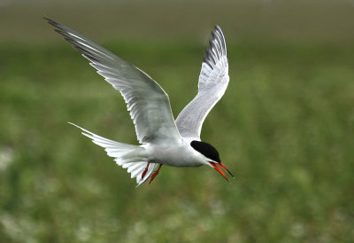 Visdief - Common Tern