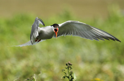 Visdief - Common Tern