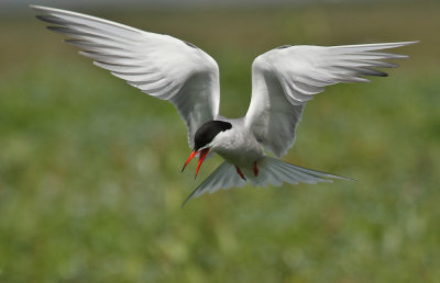 Visdief - Common Tern