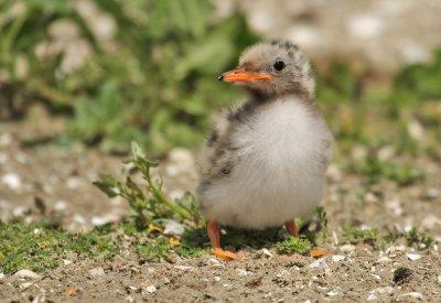 Visdief - Common Tern