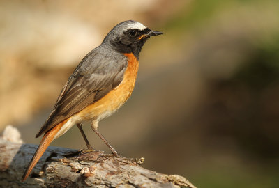Gekraagde Roodstaart - Redstart