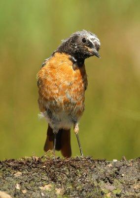 Gekraagde Roodstaart - Redstart