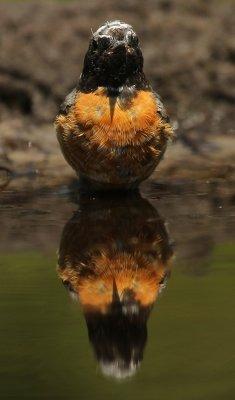 Gekraagde Roodstaart - Redstart