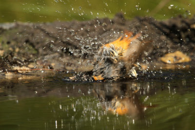Gekraagde Roodstaart - Redstart