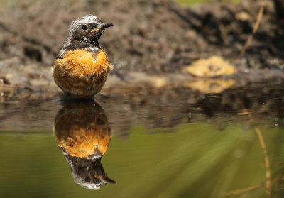 Gekraagde Roodstaart - Redstart