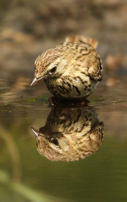 Boompieper - Tree Pipit