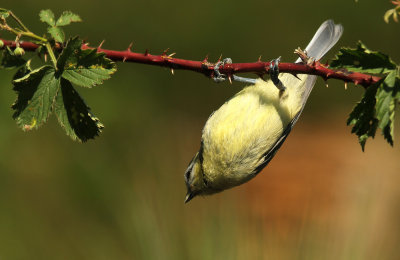 Pimpelmees - Blue tit