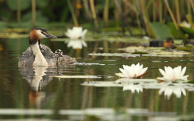 Fuut - Great Crested Grebe