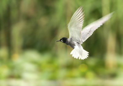 Zwarte Stern - Black Tern