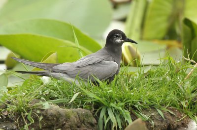 Zwarte Stern - Black Tern