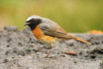 Gekraagde Roodstaart - Redstart