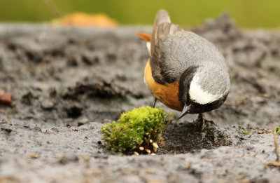 Gekraagde Roodstaart - Redstart