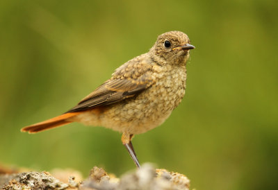 Gekraagde Roodstaart - Redstart