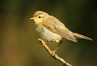 Fitis - Willow Warbler