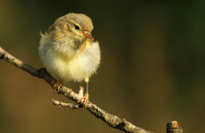 Fitis - Willow Warbler