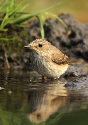 Grauwe Vliegenvanger - Spotted Flycatcher