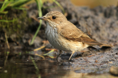 Grauwe Vliegenvanger - Spotted Flycatcher