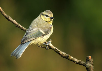 Pimpelmees - Blue Tit